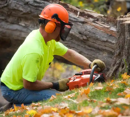 tree services Secaucus